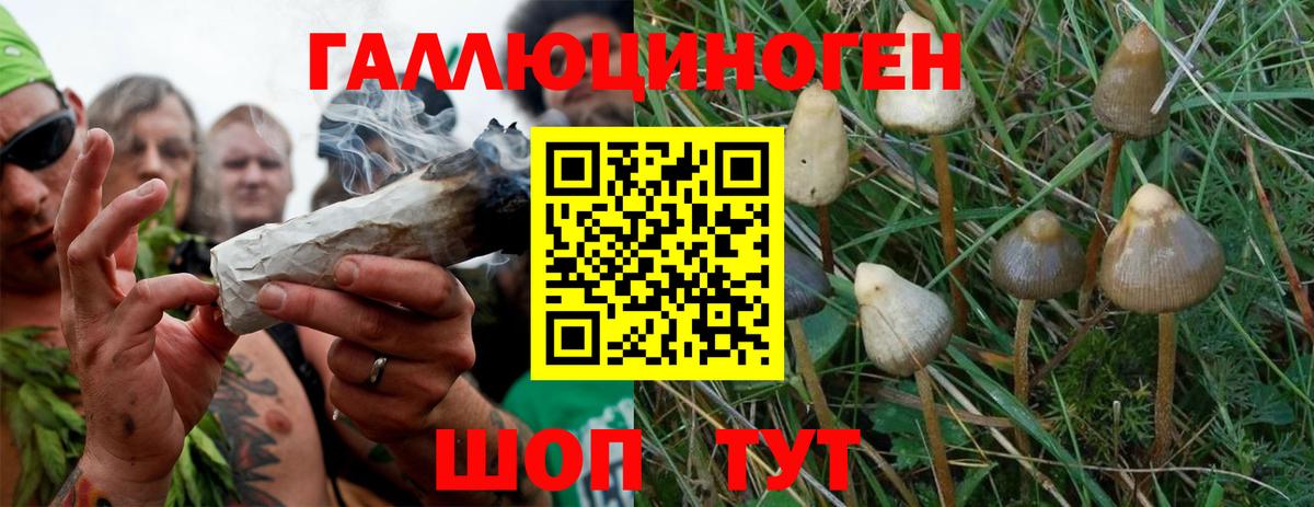 Псилоцибиновые грибы Psilocybine cubensis Ишим